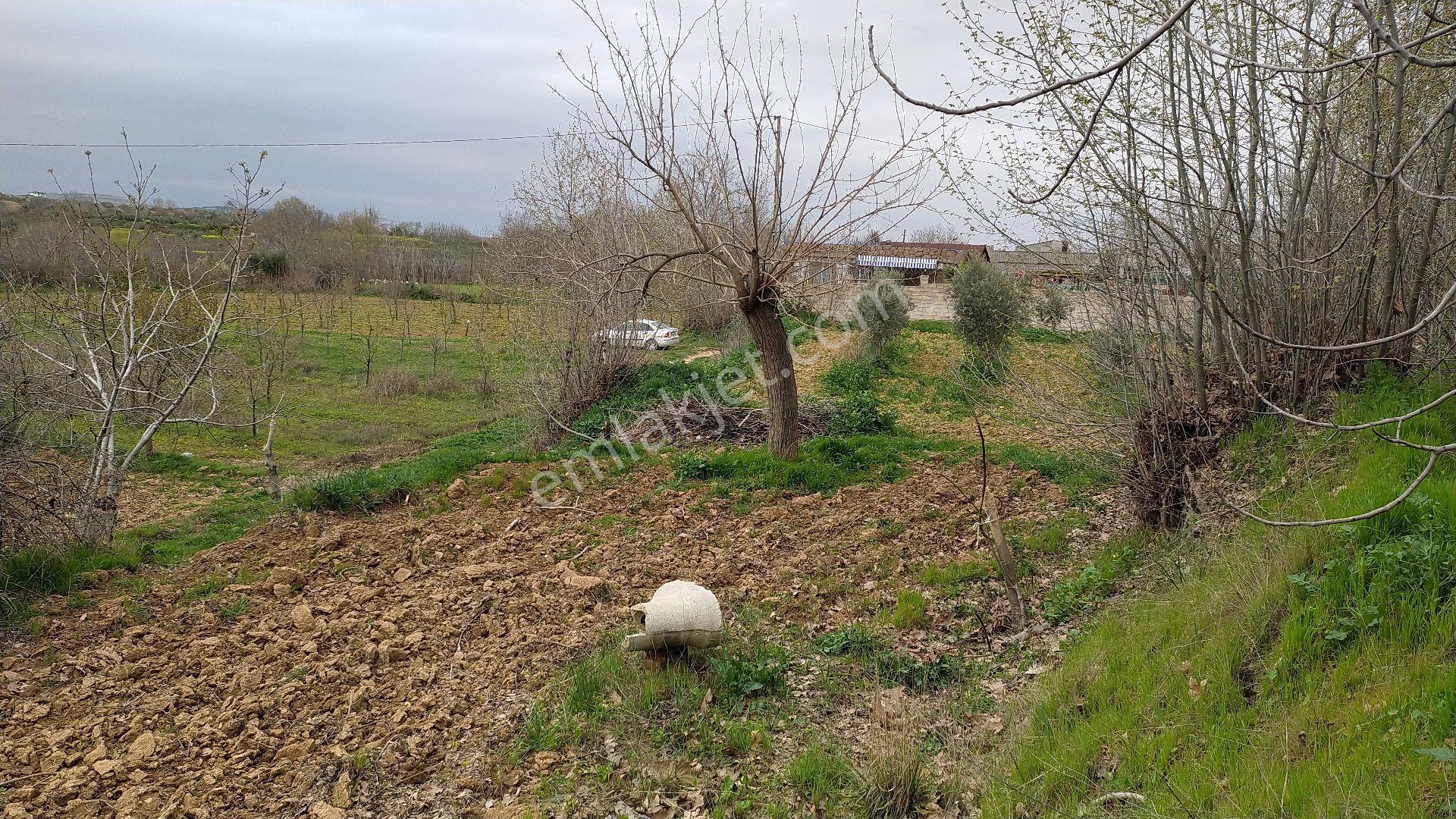 Uluyatır Da Sahibinden Satılık Sulu Zeytin Bahçesi - Görsel 8