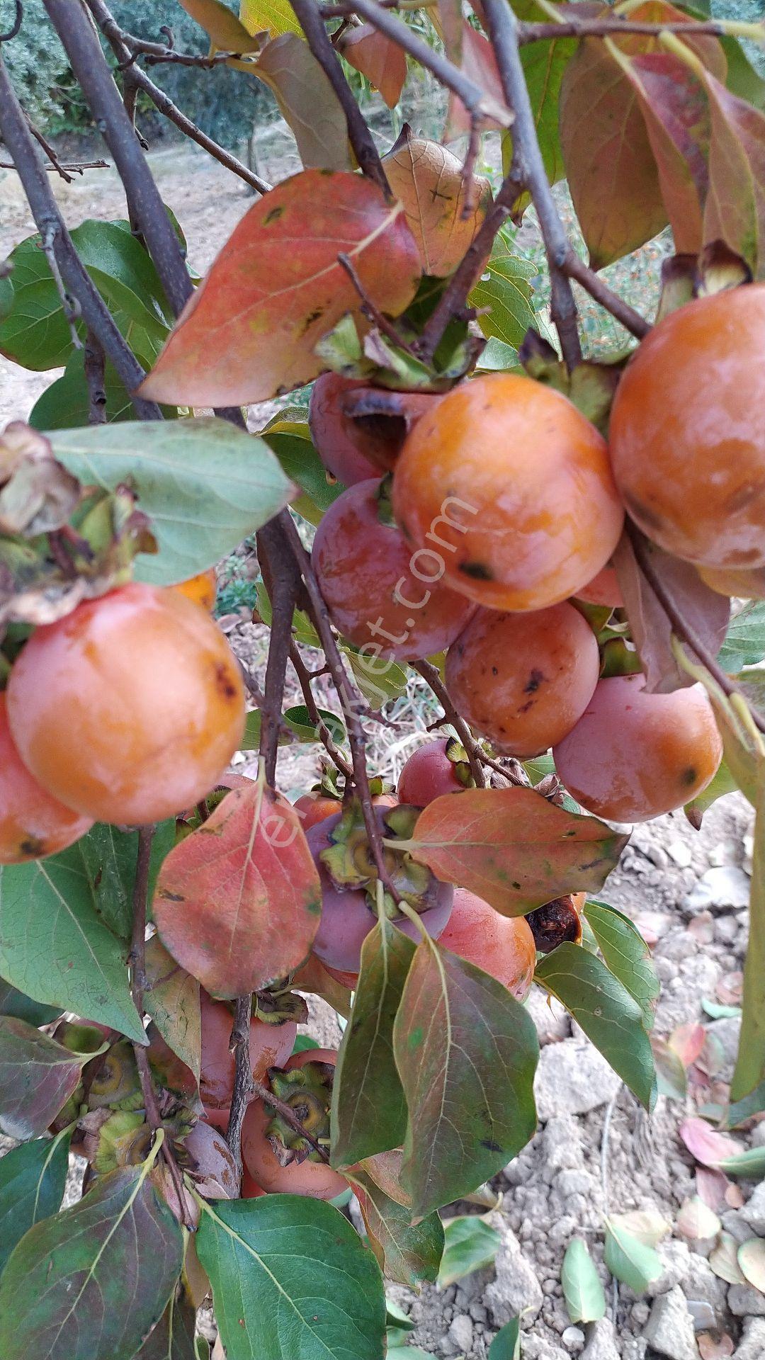 Uluyatır Da Sahibinden Satılık Sulu Zeytin Bahçesi - Görsel 17