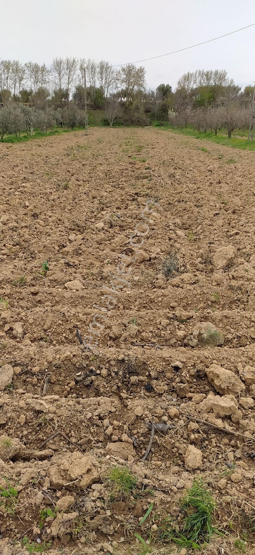 Uluyatır Da Sahibinden Satılık Sulu Zeytin Bahçesi - Görsel 11