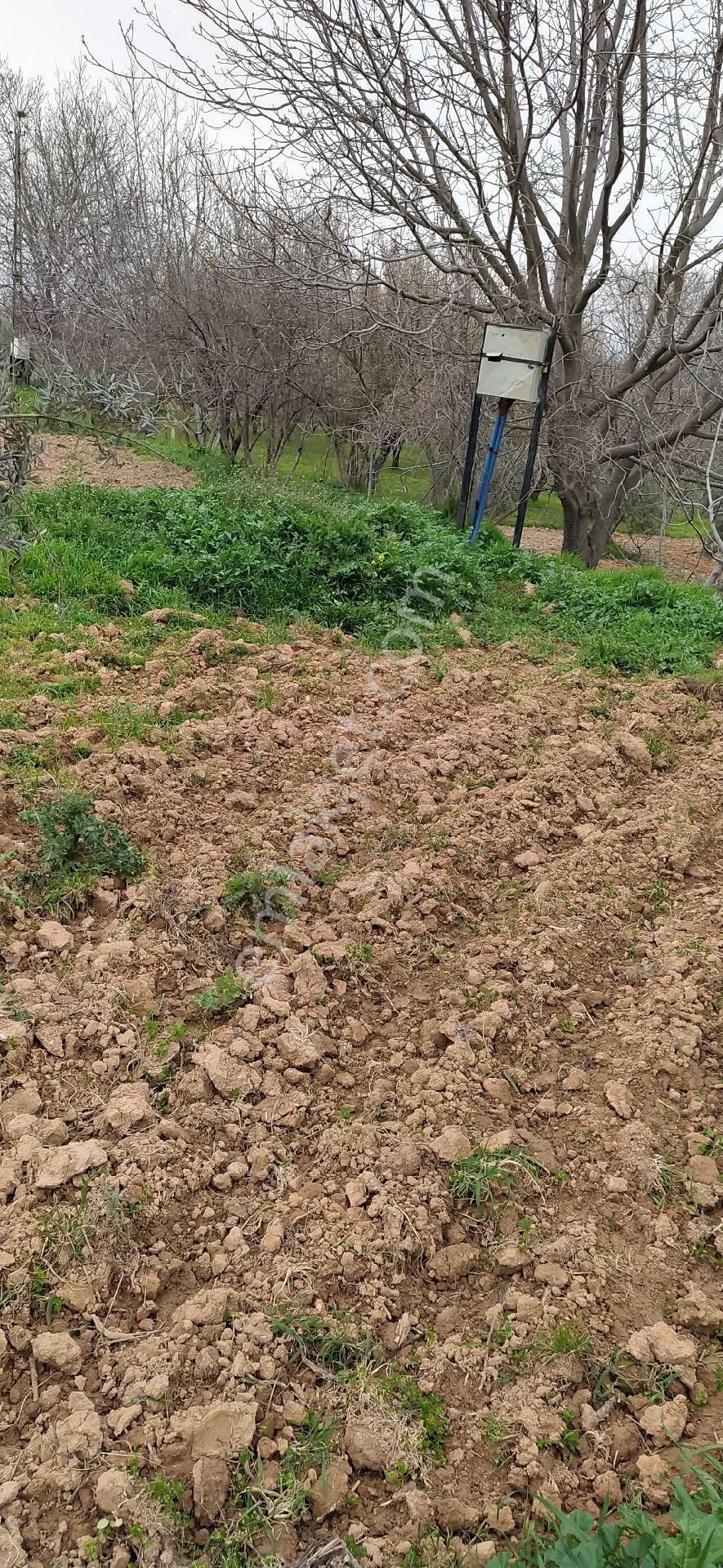Uluyatır Da Sahibinden Satılık Sulu Zeytin Bahçesi - Görsel 10