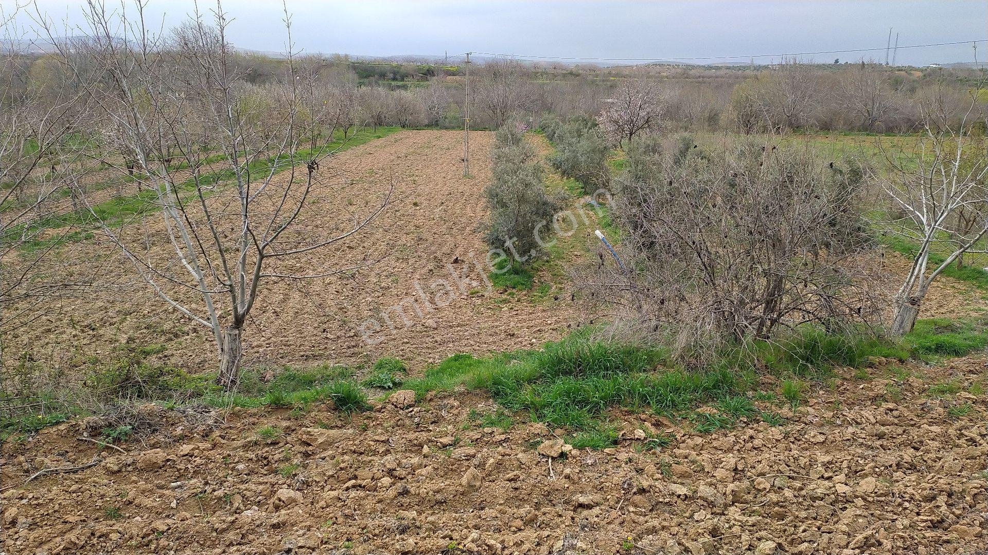 Uluyatır Da Sahibinden Satılık Sulu Zeytin Bahçesi - Görsel 6