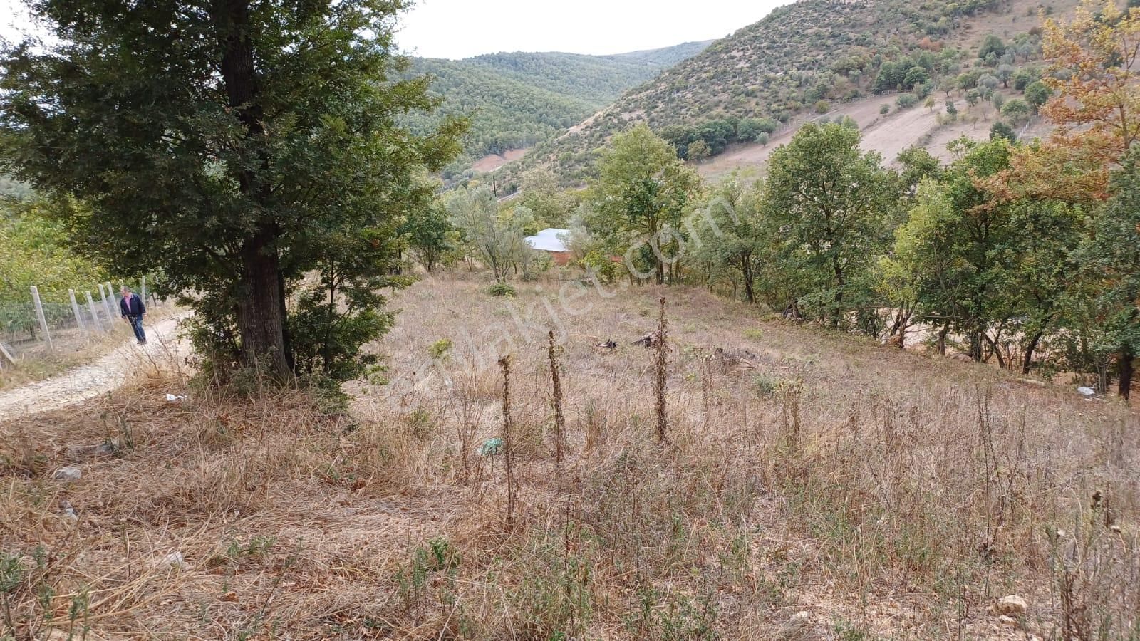 Bursa İznik Bayındır Satılık 1553 M2 Bahçe - Görsel 5