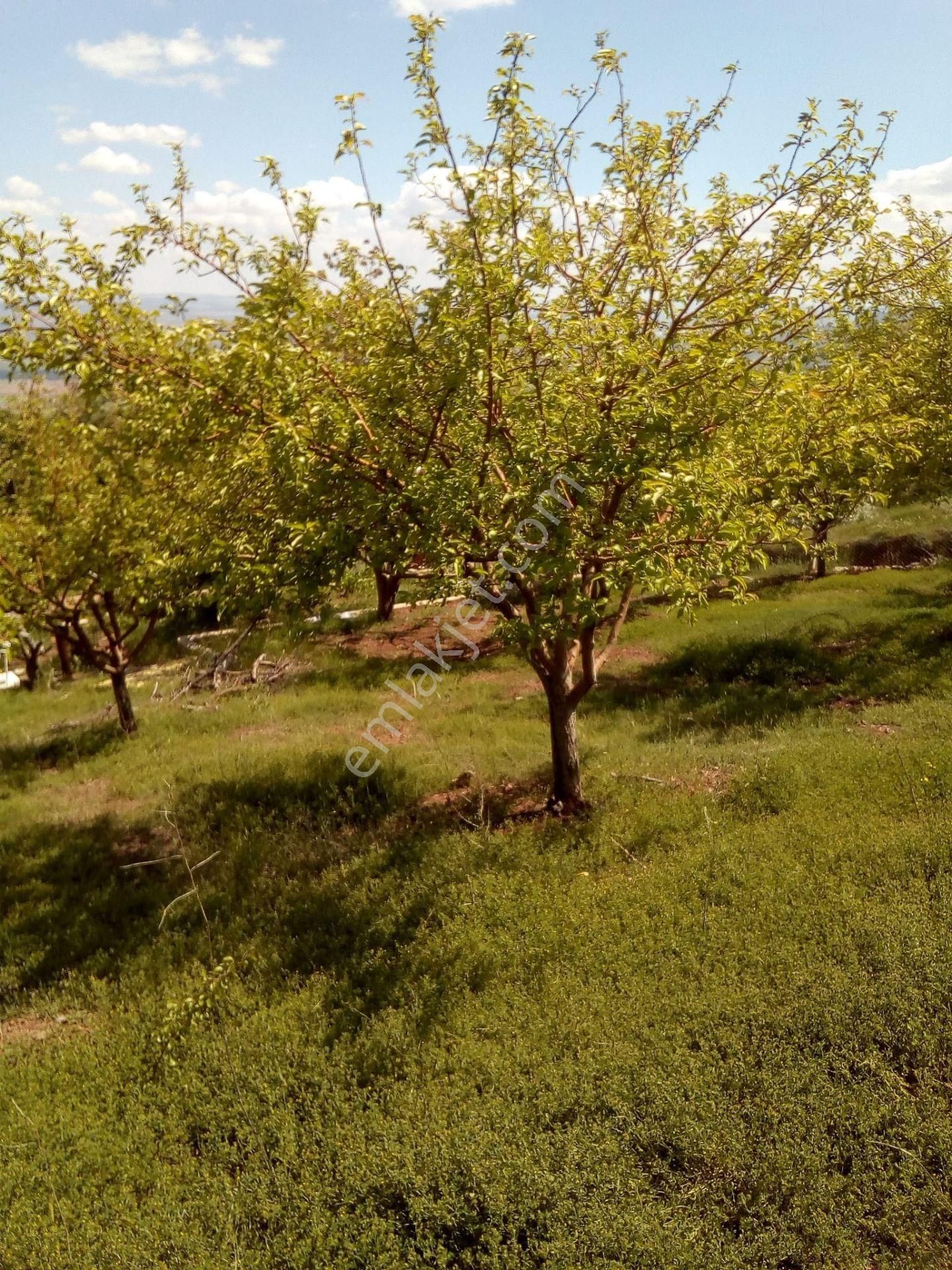 Ayaş Gökler Satılık Tarla  AYAŞ GÖKLERDE İKİ BAHÇE TEK TAPU BAĞ EVİ+MEYVE AĞAÇLI BAHÇE