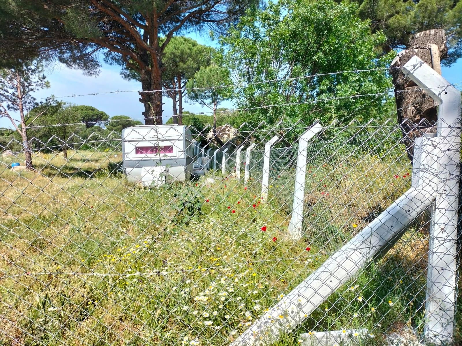 Ayvalık Bağyüzü Satılık Tarla Ayvalık Kozak Bağyüzü Köyünde Satılık 5.5 Dönüm Tarla