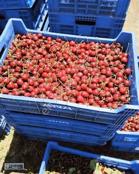 Mihalıççık Dağcı Satılık Tarla Turyap Sümerden Mihalıççık Dağcı Mah Bakımlı Tarla