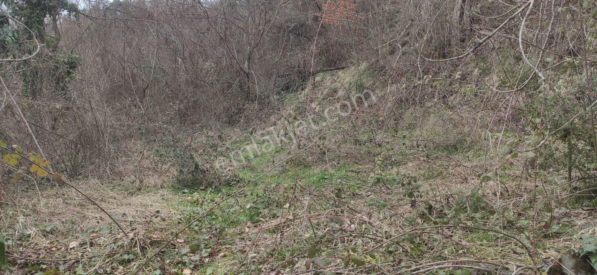 Mudurnu Çamyurdu Köyü Satılık Bağ & Bahçe  Bolu Mudurnu Çamyurdu Köyü Satılık Bahçe 