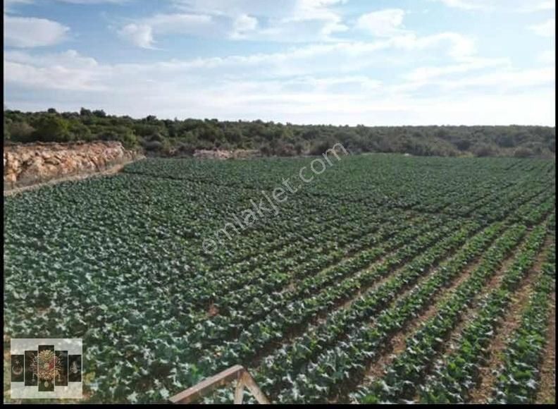 Mersin Erdemli Karahmrtli Satılık Tarla 5 Dönüm - Görsel 2
