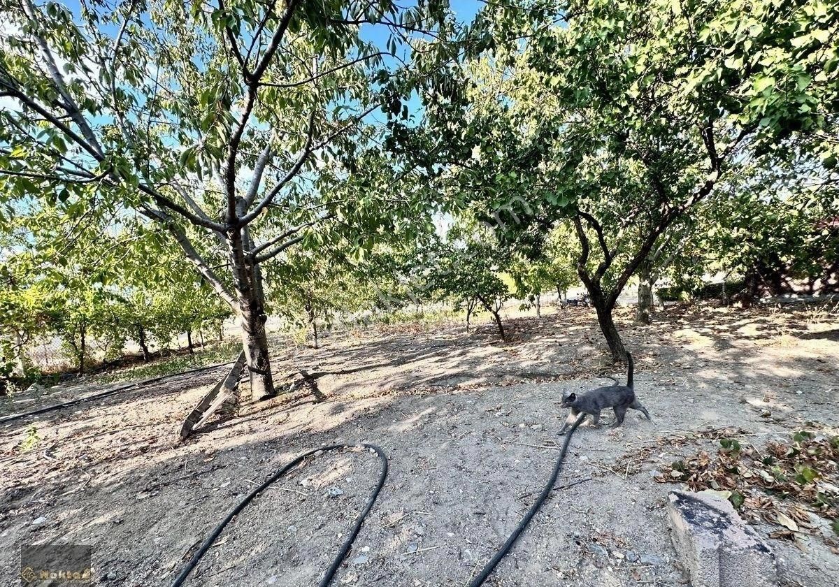 Ayaş Oltanda Konut İmarlı Üzerinde 2+1 Yapı Meyva Ağaçları Olan Muhteşem Bahçe - Görsel 34