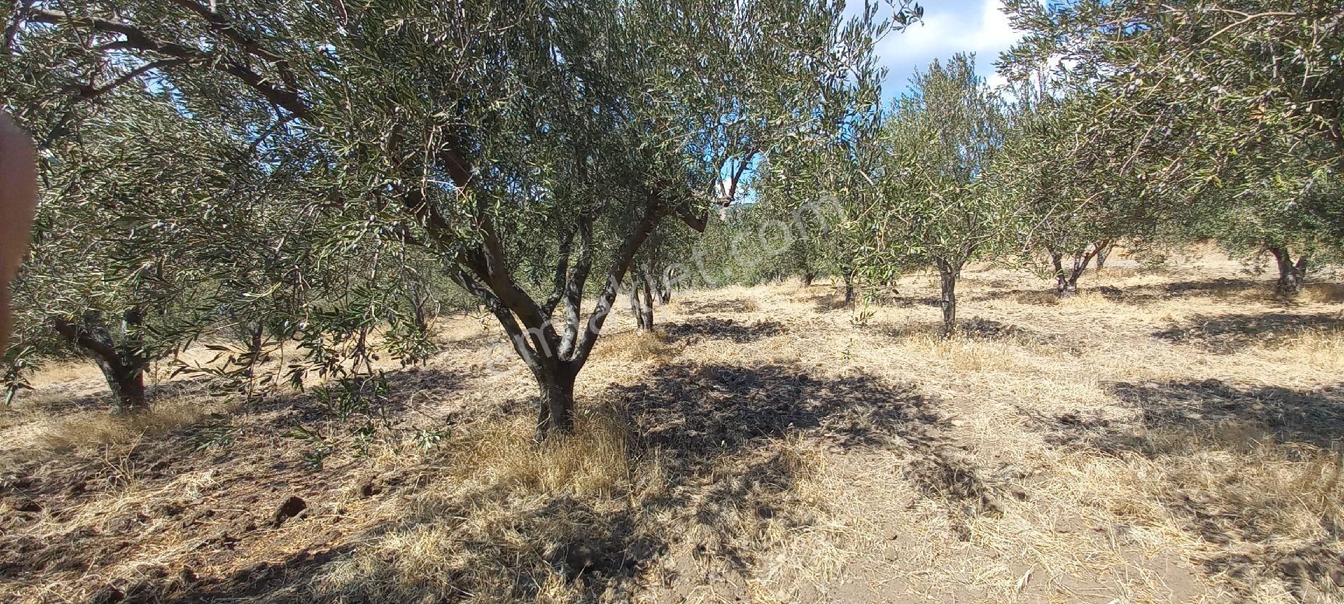 Satılık Müstakil Tapu - Görsel 21