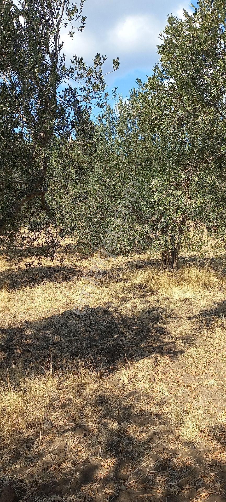 Satılık Müstakil Tapu - Görsel 23