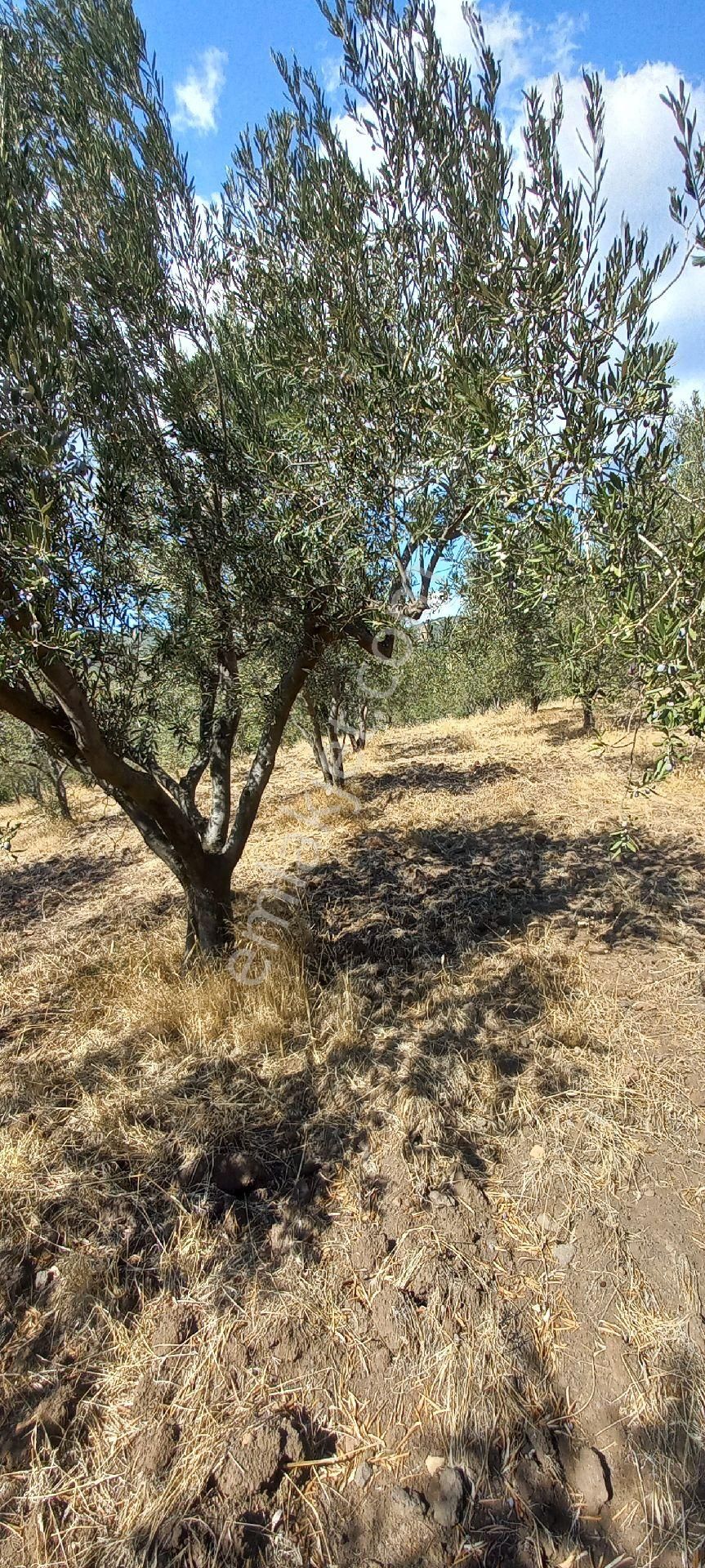 Satılık Müstakil Tapu - Görsel 19