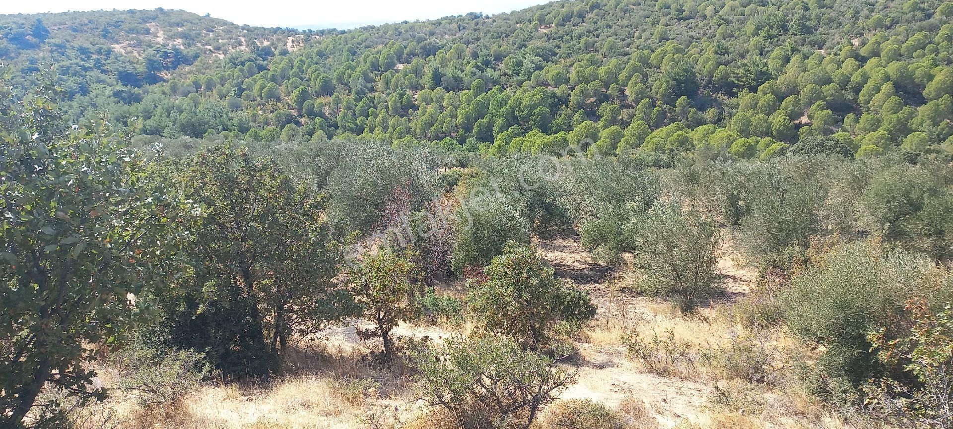 Satılık Müstakil Tapu - Görsel 25