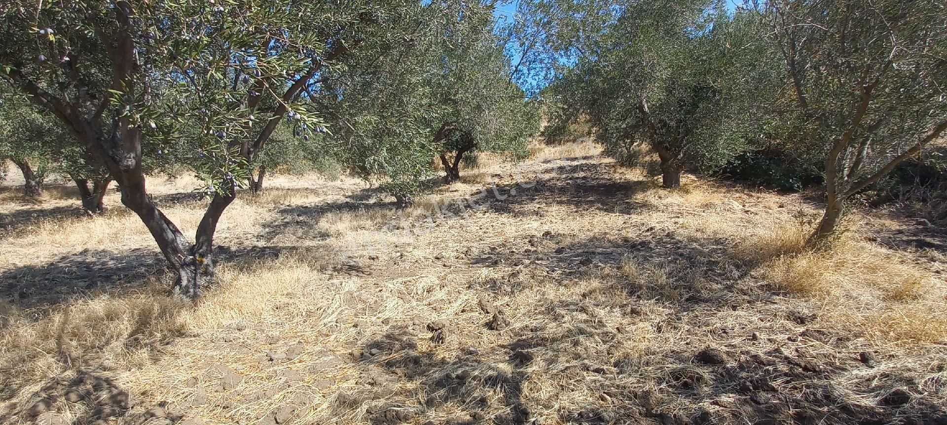 Satılık Müstakil Tapu - Görsel 8