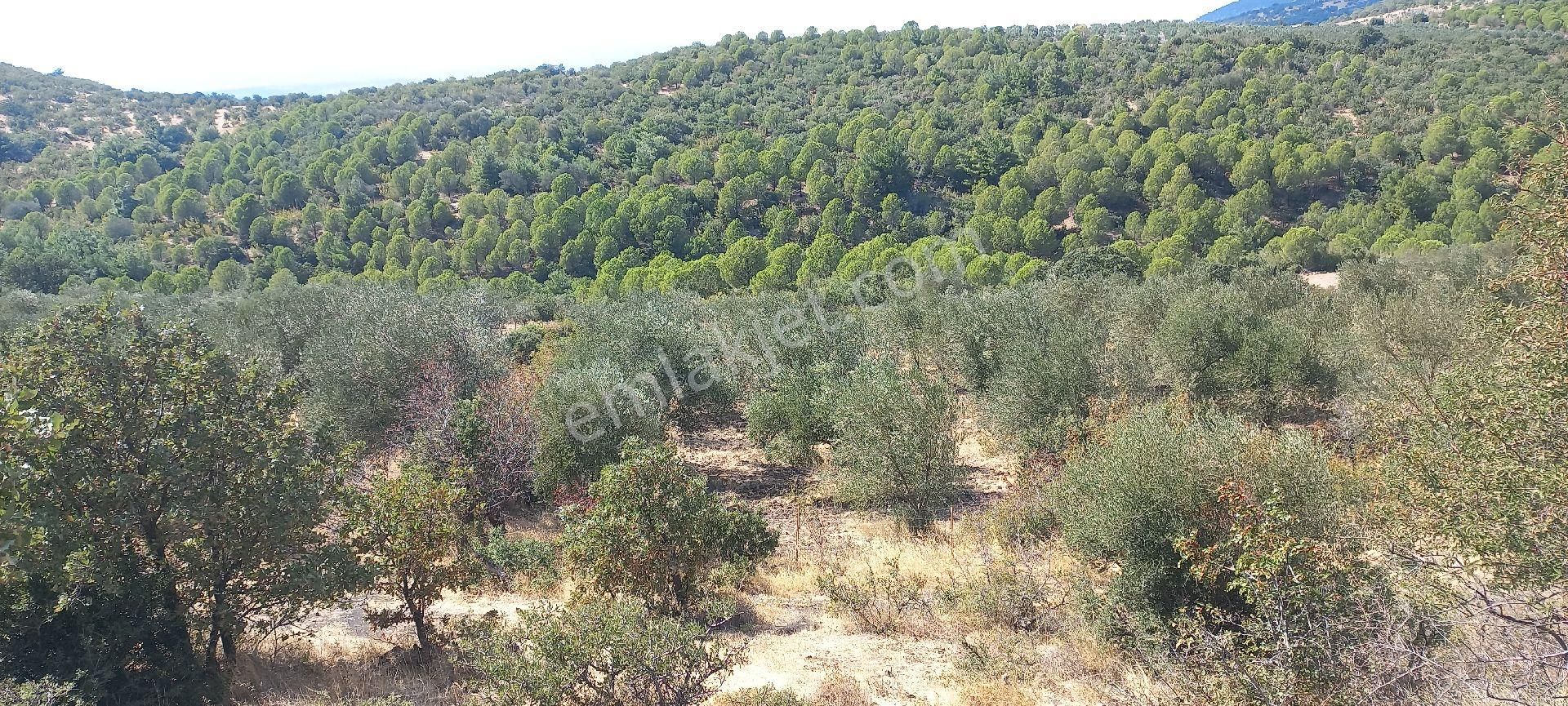 Satılık Müstakil Tapu - Görsel 3