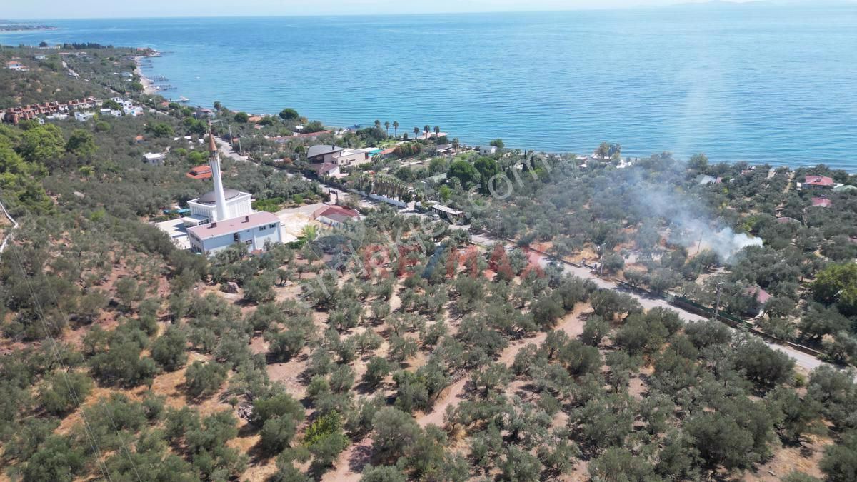 Ayvacık Sazlı Köyü (Sazlı Altı) Satılık Zeytinlik ÇANAKKALE AYVACIK ASSOS BÖLGESİ SAZLI KÖYÜNDE 1092 M2 SATILIK ZEYTİNLİK