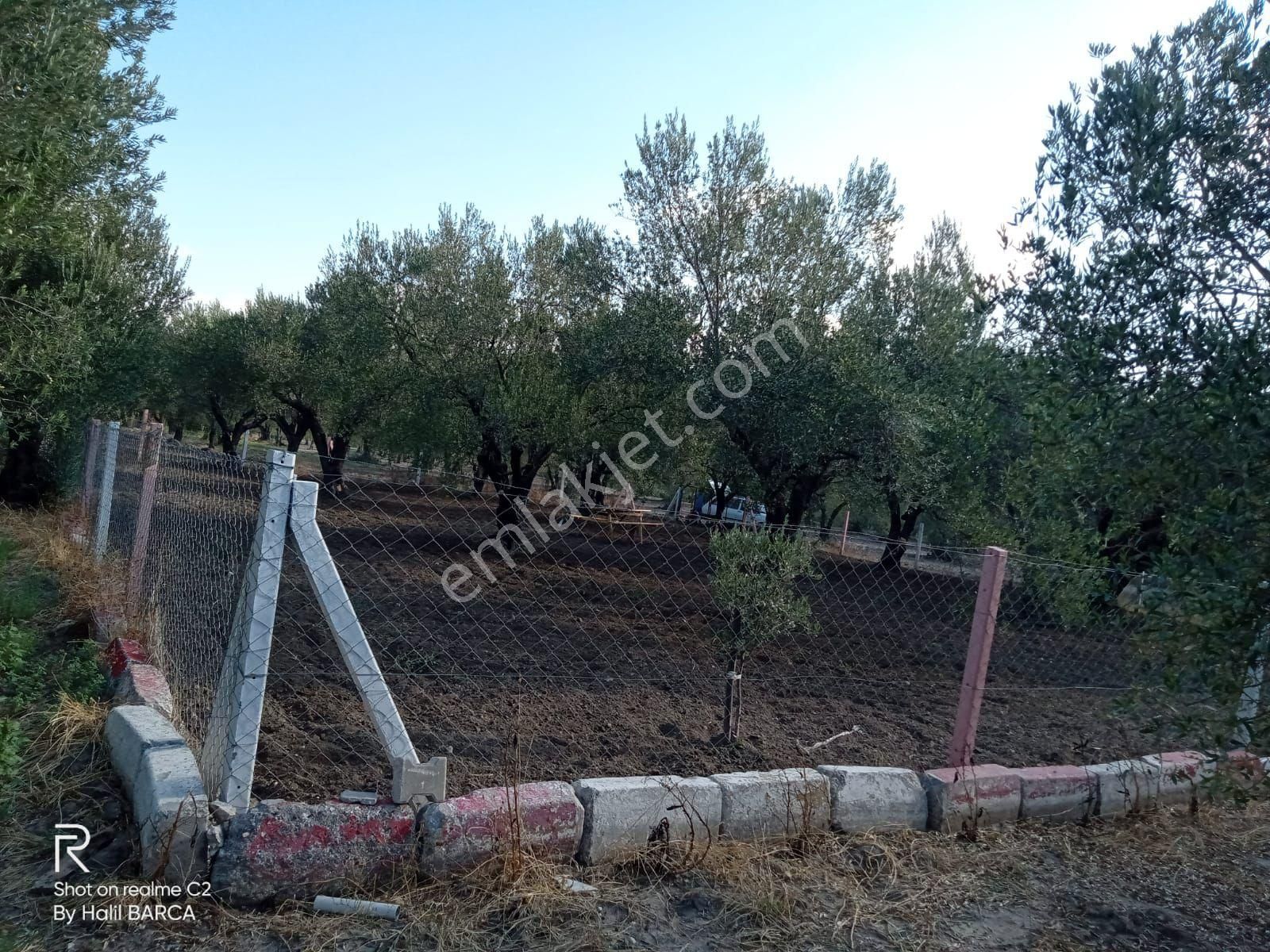 Akhisar Süleymanlı Satılık Zeytinlik Seda Gayrımenkulden Manisa / Akhisar Süleymanlı Mahallesinde Satılık Zeytinlik