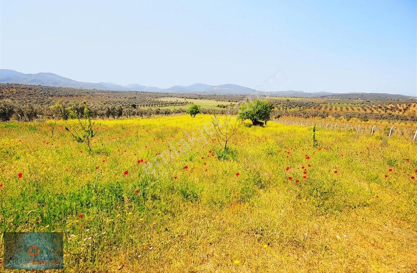 Burhaniye Yabancılar Satılık Tarla ▀▄AKTİF'TEN YABANCILAR'DA 7.600M 3 YAŞINDA SATILIK CEVİZLİK▀▄