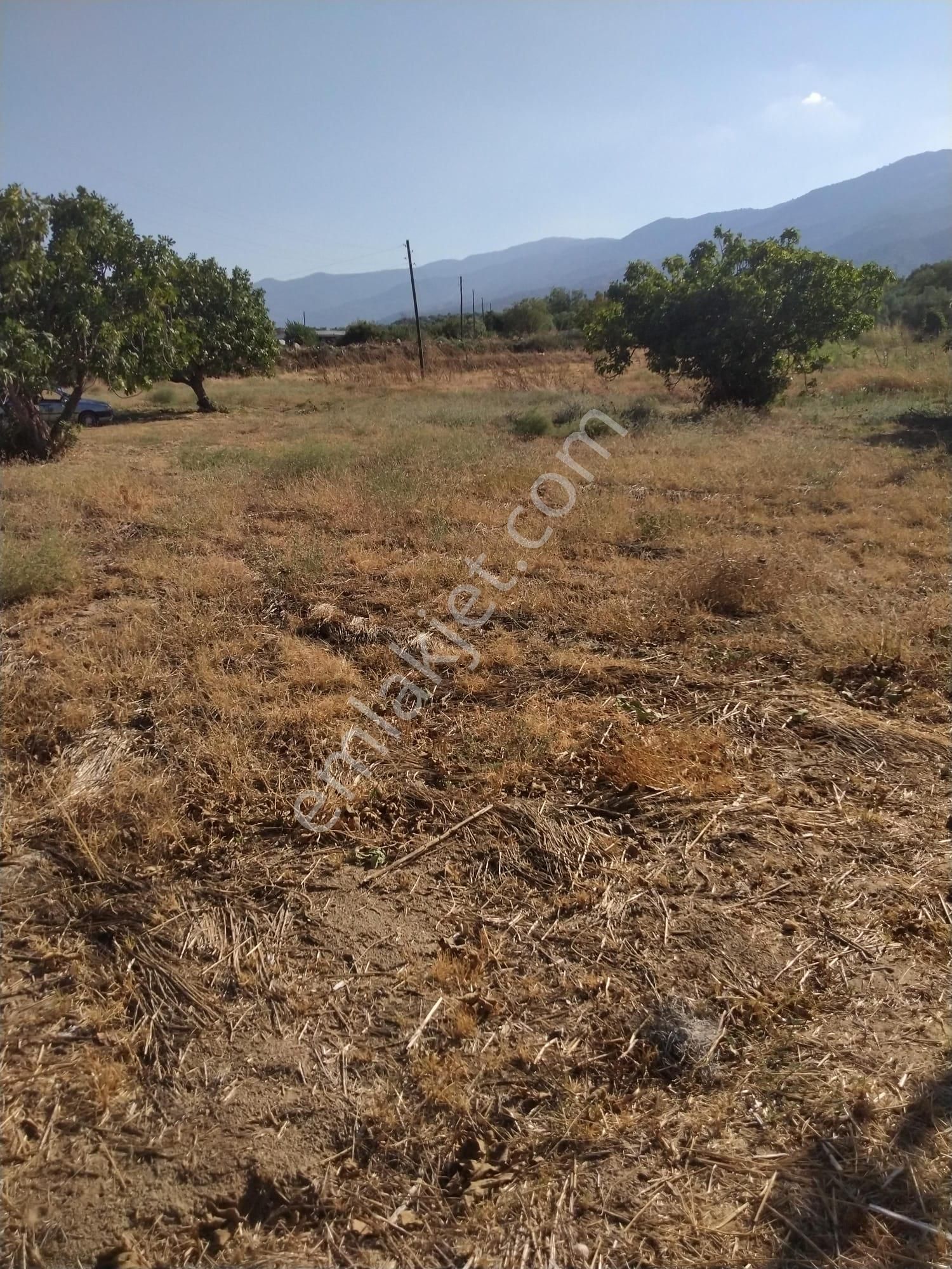 Bozdoğan Kavaklı Satılık Bağ & Bahçe Aydın Bozdoğan Kavaklı Mah Satılık Bahçe