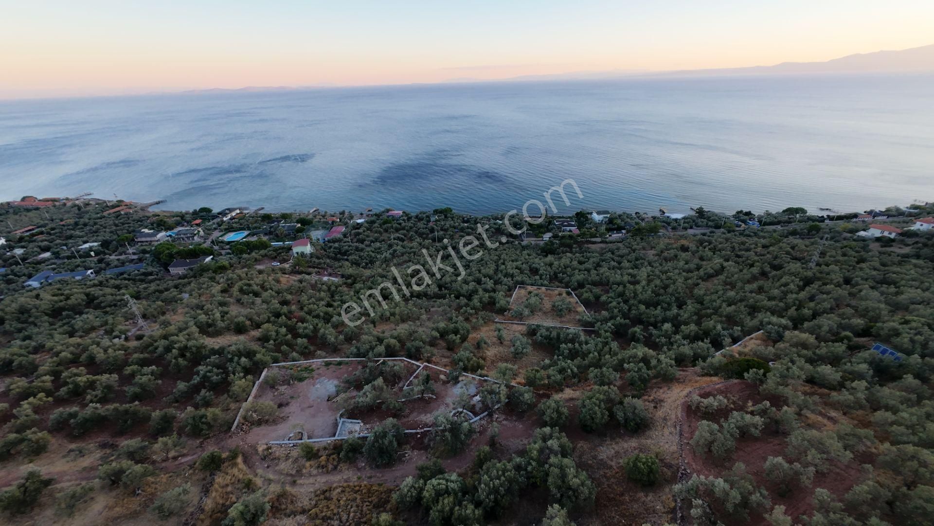 Ayvacık Kayalar Köyü (Kayalar Sahil Yolu) Satılık Zeytinlik ÇANAKKALE AYVACIK ASSOS BÖLGESİ KAYALAR KÖYÜNDE 1264 M2 SATILIK ZEYTİNLİK