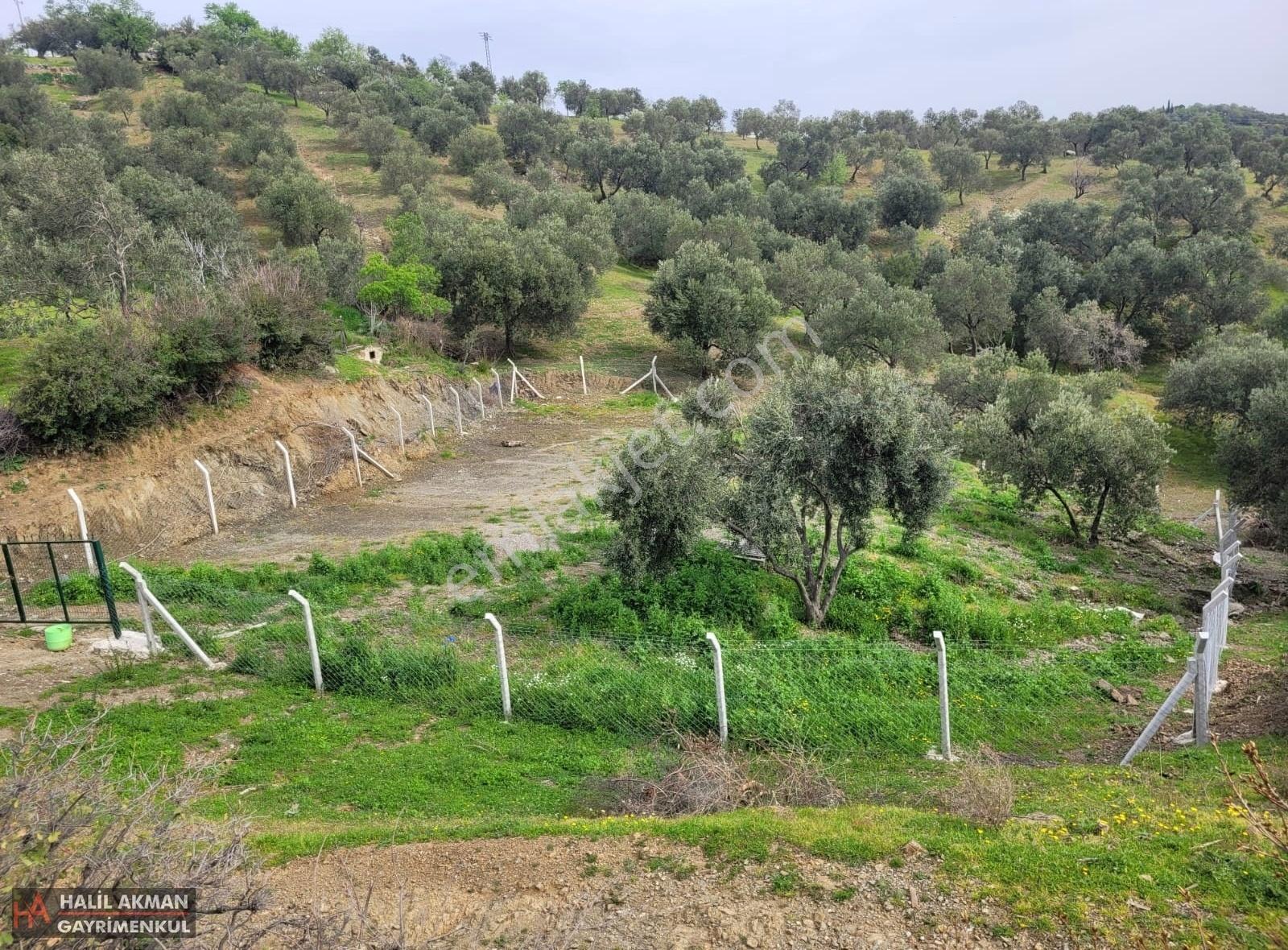 Akman'dan Havran'da 3 Yola Cepheli İmara Yakın Zeytinlik - Görsel 34