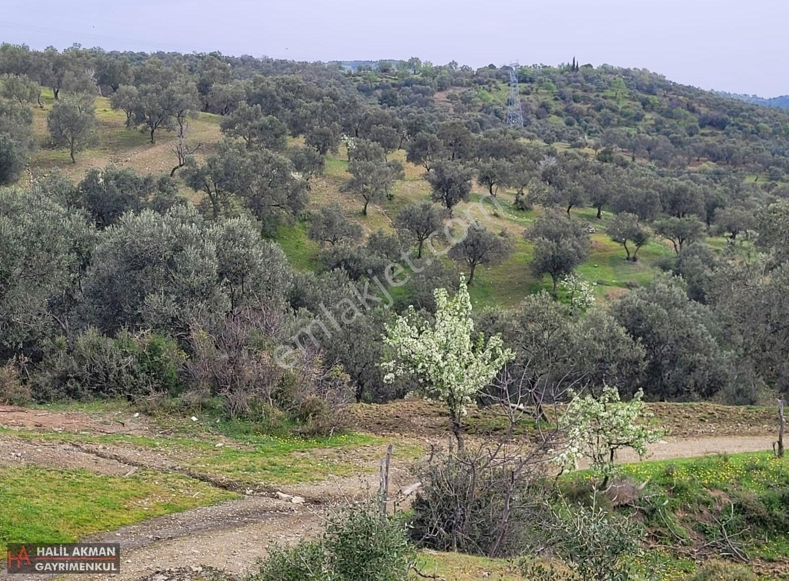 Akman'dan Havran'da 3 Yola Cepheli İmara Yakın Zeytinlik - Görsel 3