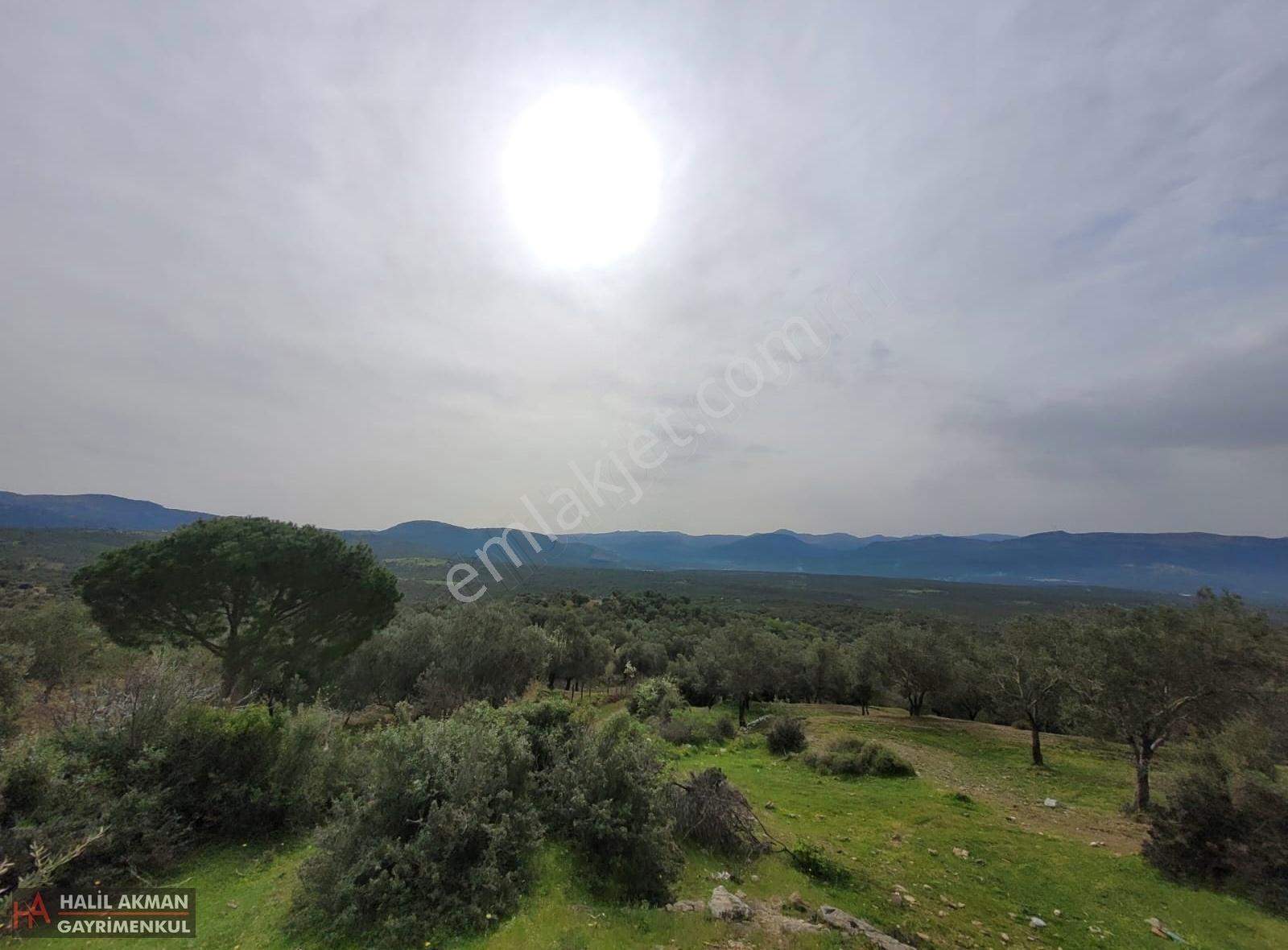 Akman'dan Havran'da 3 Yola Cepheli İmara Yakın Zeytinlik - Görsel 9