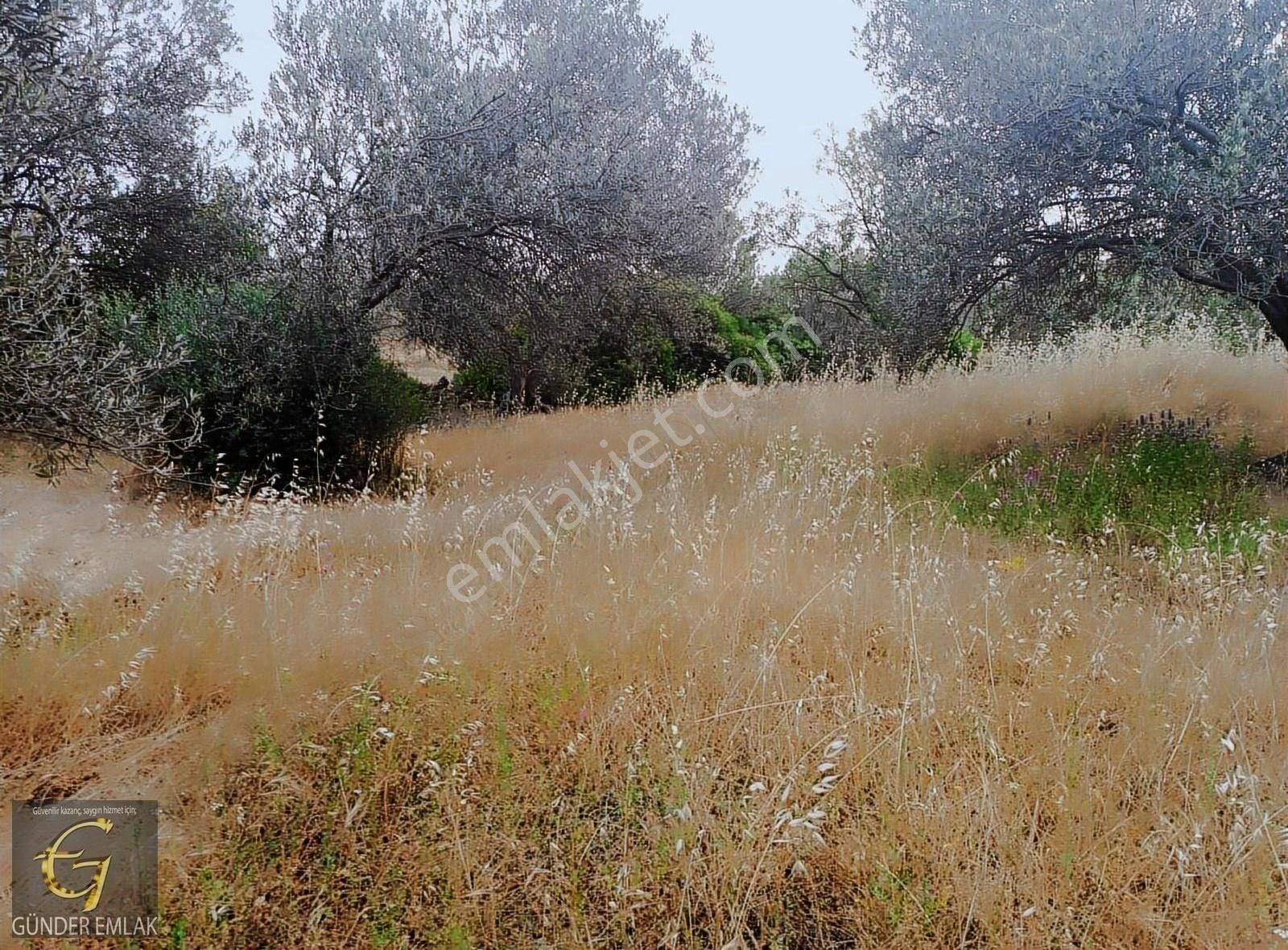 Bergama Zeytin Dağı Mevkisinde 1.976 M2 Satılık Zeytinlik - Görsel 5
