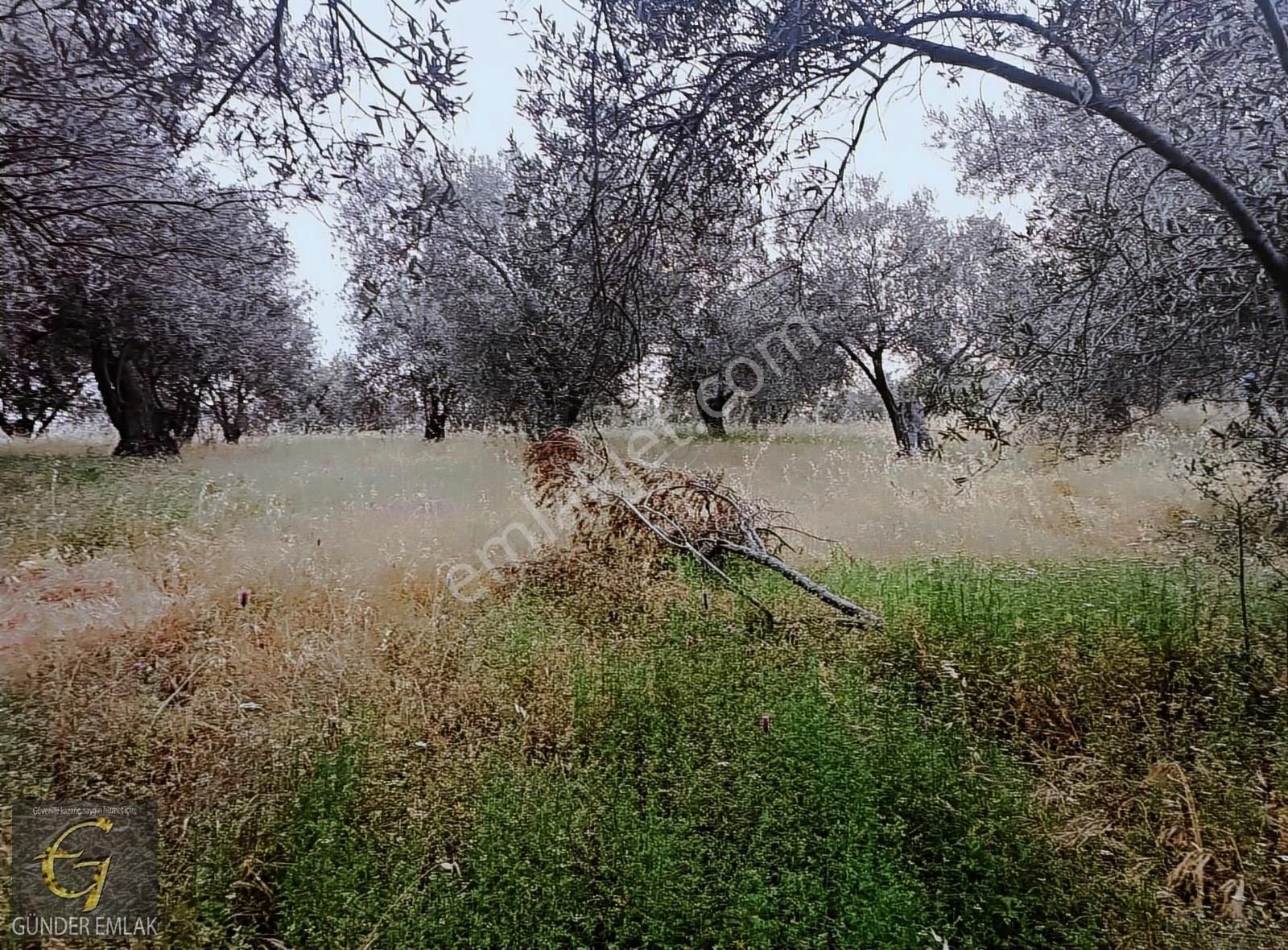 Bergama Zeytin Dağı Mevkisinde 1.976 M2 Satılık Zeytinlik - Görsel 13