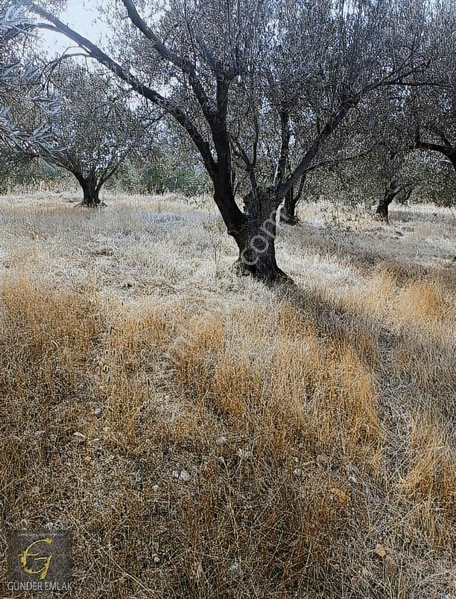 Bergama Zeytin Dağı Mevkisinde 1.976 M2 Satılık Zeytinlik - Görsel 14