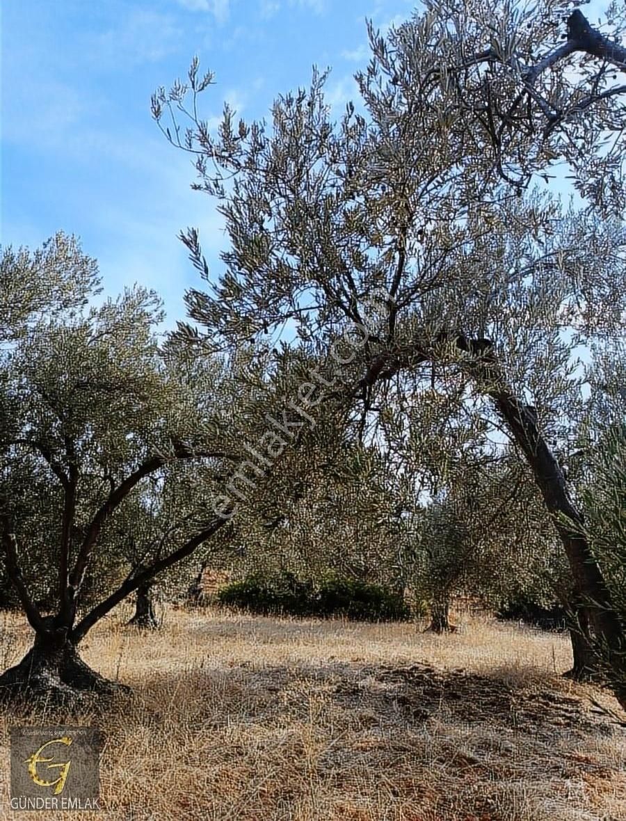 Bergama Zeytin Dağı Mevkisinde 1.976 M2 Satılık Zeytinlik - Görsel 12