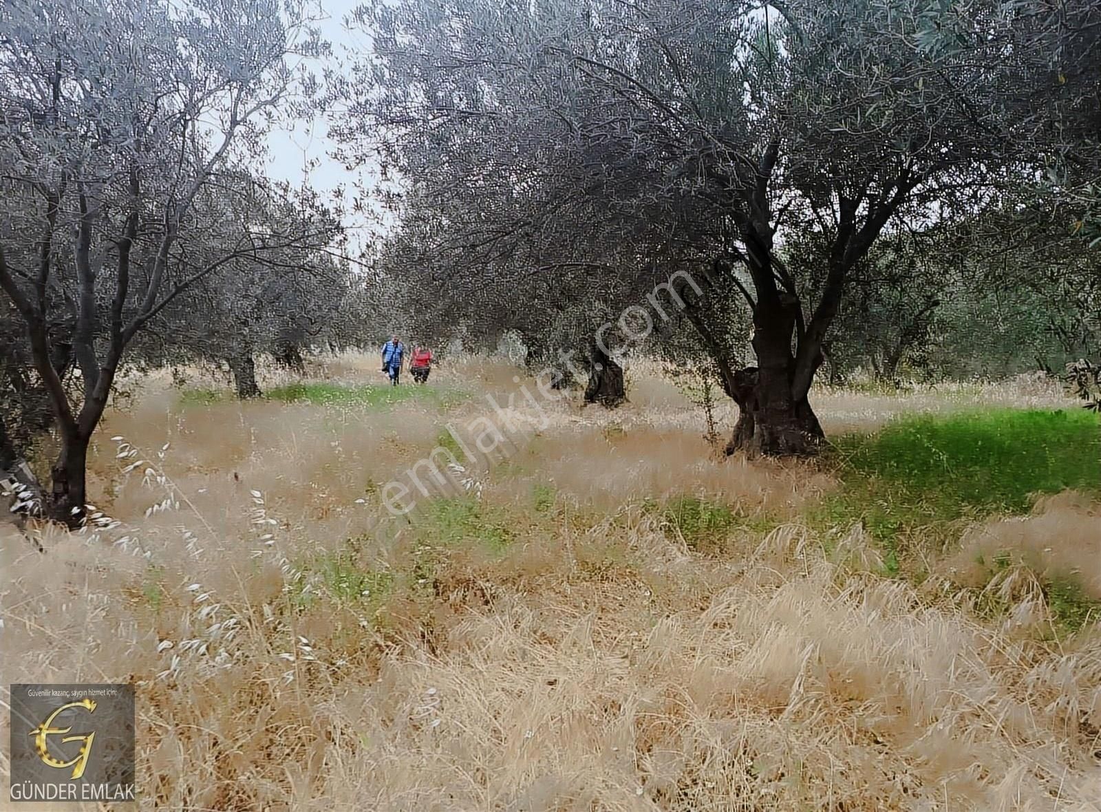 Bergama Zeytin Dağı Mevkisinde 1.976 M2 Satılık Zeytinlik - Görsel 21