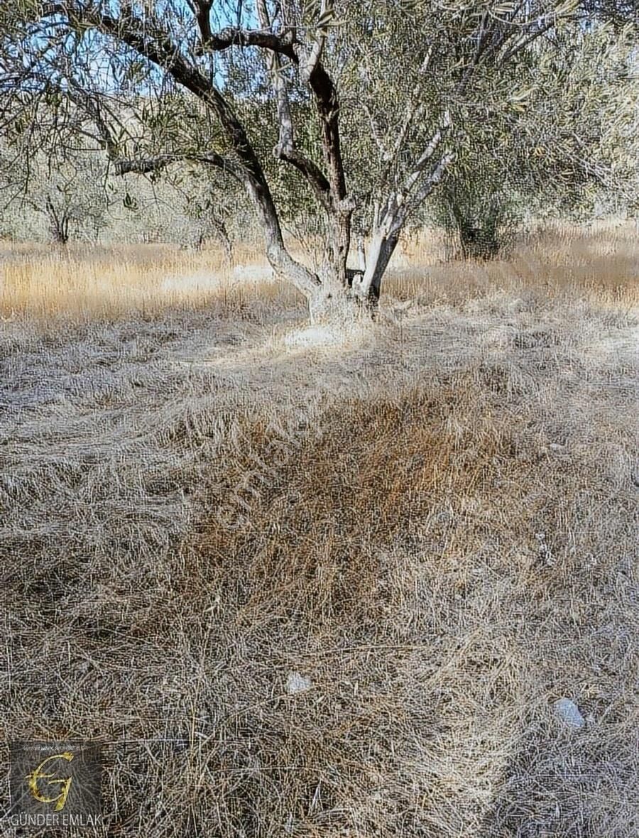 Bergama Zeytin Dağı Mevkisinde 1.976 M2 Satılık Zeytinlik - Görsel 11