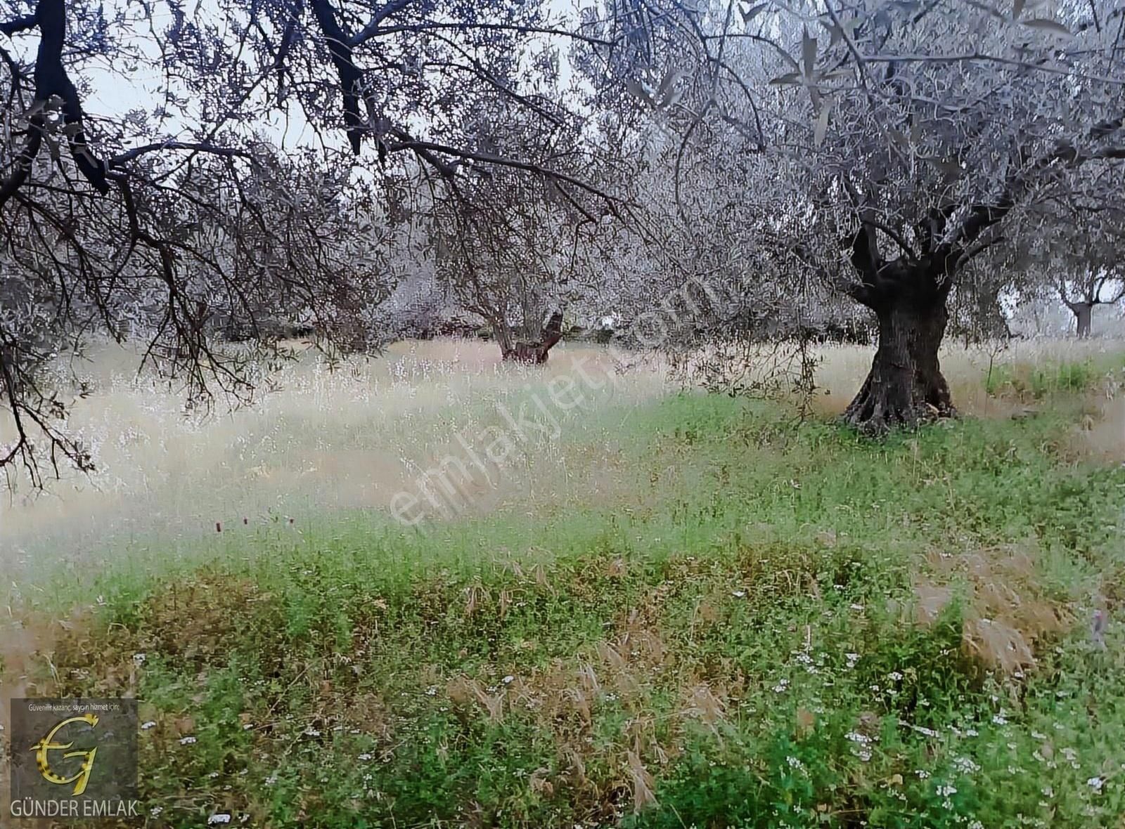 Bergama Zeytin Dağı Mevkisinde 1.976 M2 Satılık Zeytinlik - Görsel 20