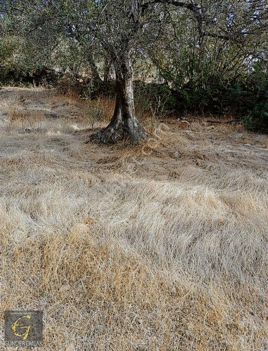 Bergama Zeytin Dağı Mevkisinde 1.976 M2 Satılık Zeytinlik - Görsel 3