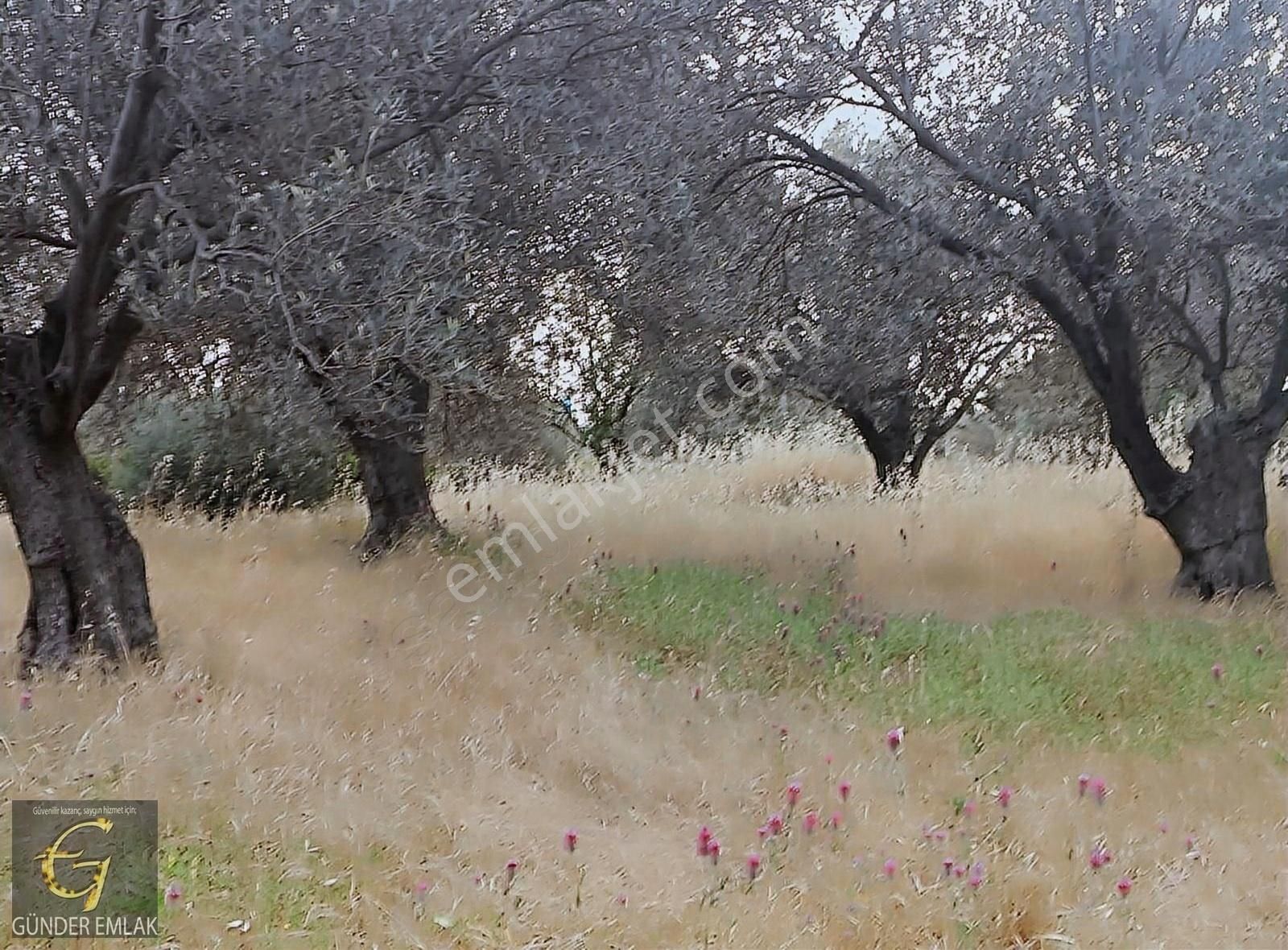 Bergama Zeytin Dağı Mevkisinde 1.976 M2 Satılık Zeytinlik - Görsel 16