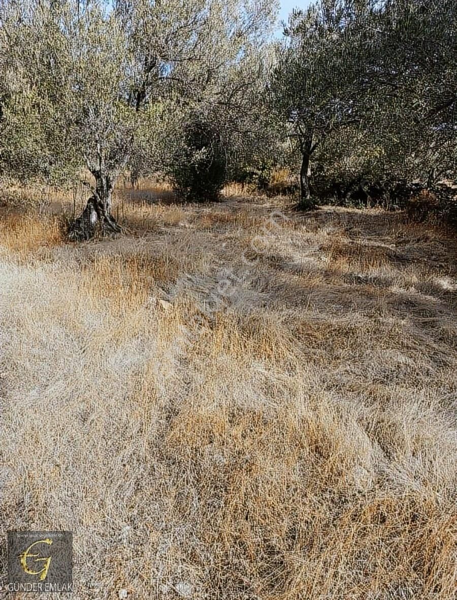Bergama Zeytin Dağı Mevkisinde 1.976 M2 Satılık Zeytinlik - Görsel 17