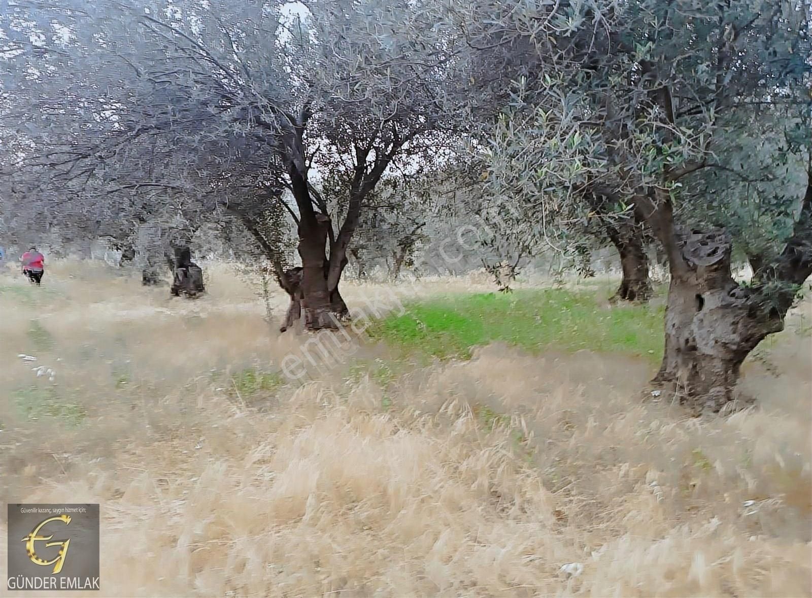 Bergama Zeytin Dağı Mevkisinde 1.976 M2 Satılık Zeytinlik - Görsel 9