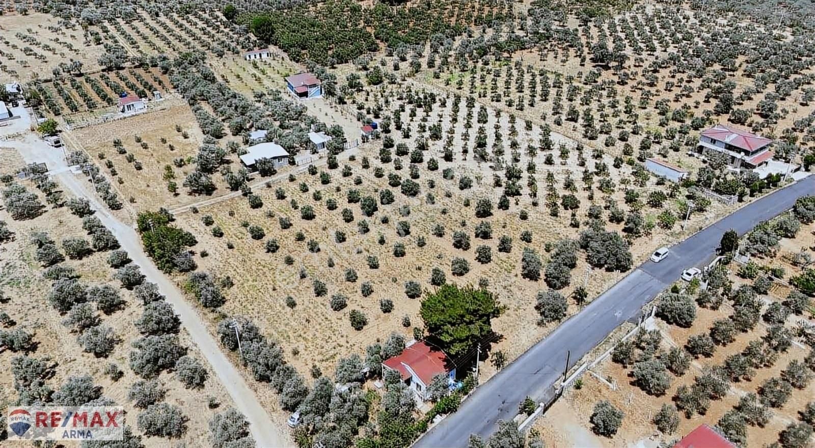 Torbalı Dağkızılca Satılık Zeytinlik Remax Arma'dan Dağkızılca Mah Satılık Tek Tapu Tarla