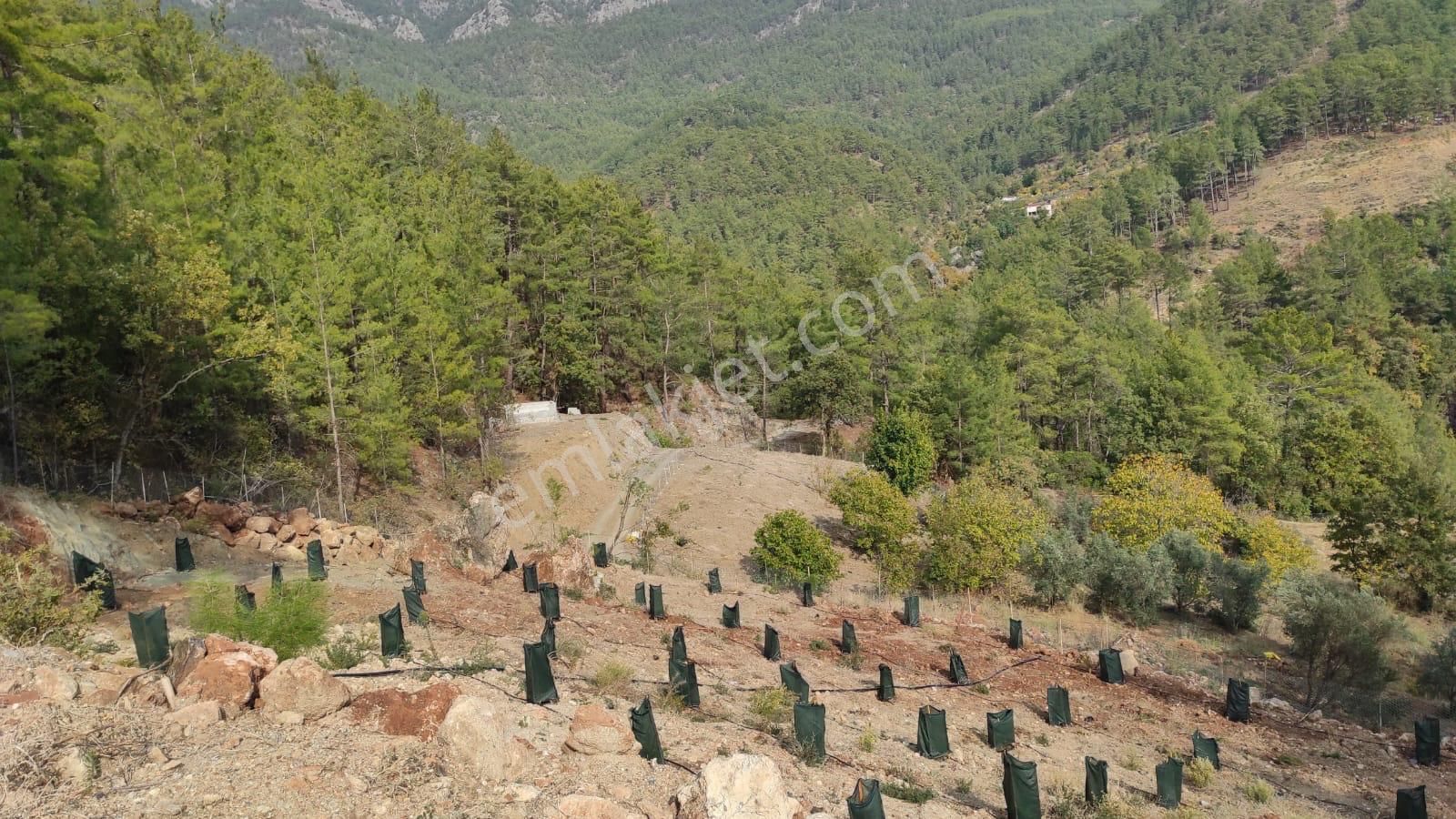 Anamur Aşağıkükür Satılık Bağ & Bahçe Müftüoğlundan Satılık 7 Dönüm Avakadoluk