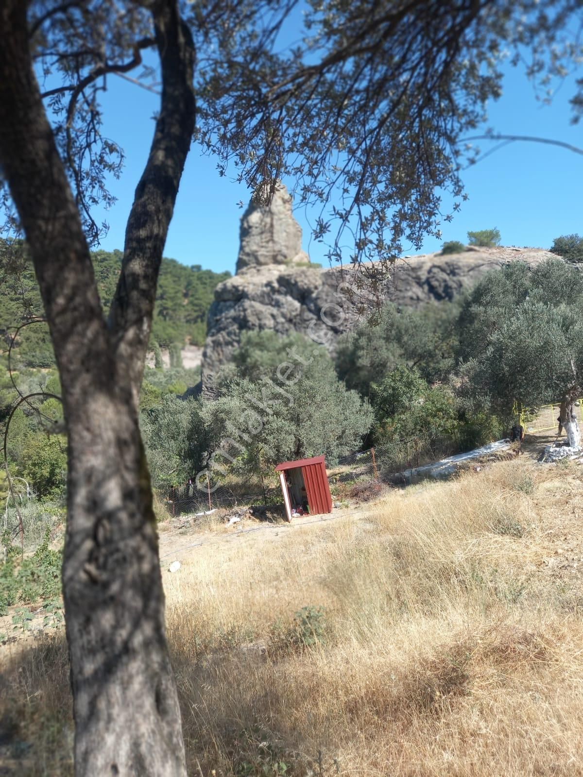 Bergama Alhatlı Tiny House Uygun 476 M2 Zeytinlik - Görsel 19