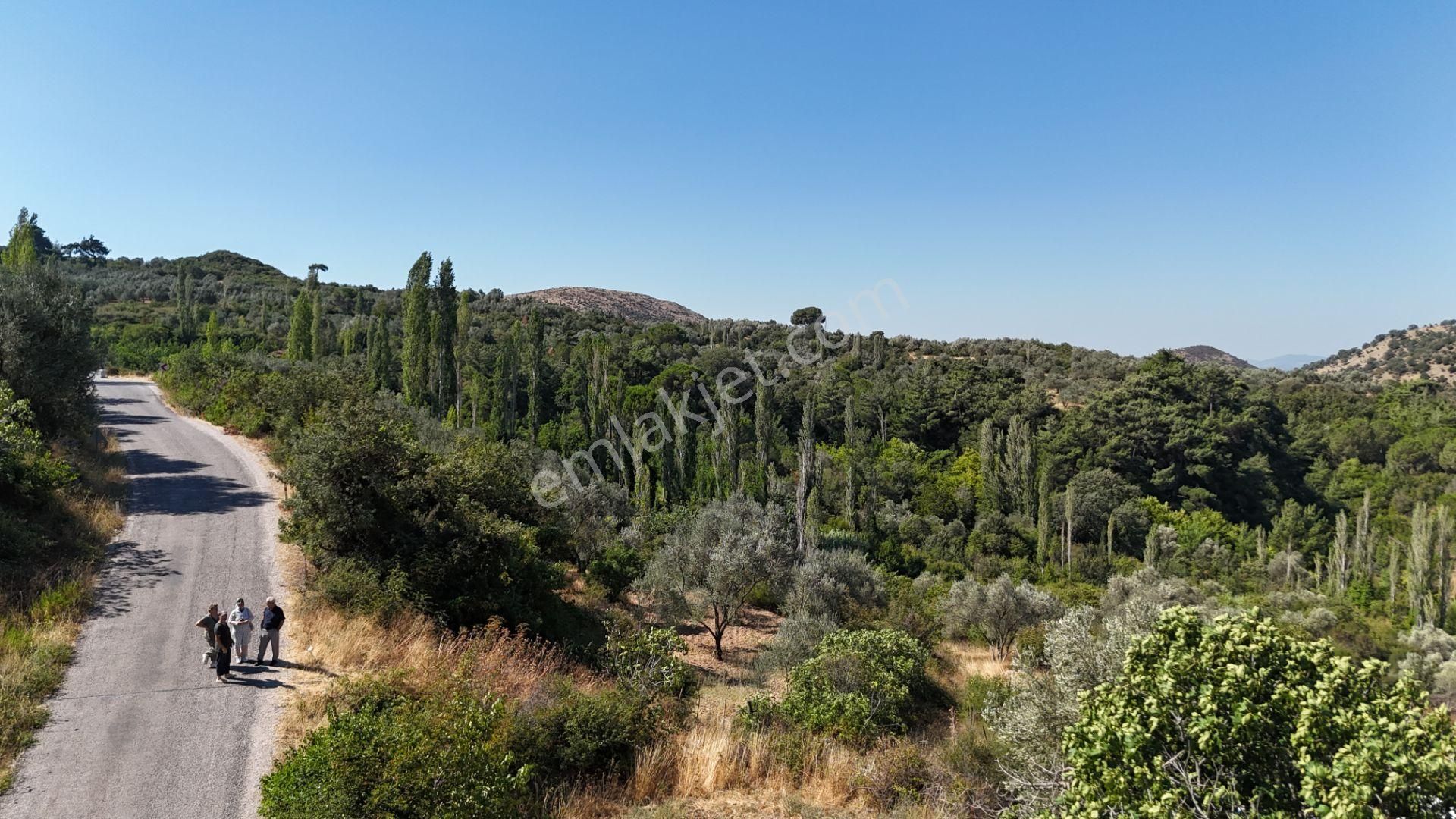 Bergama Alhatlı Tiny House Uygun 476 M2 Zeytinlik - Görsel 5