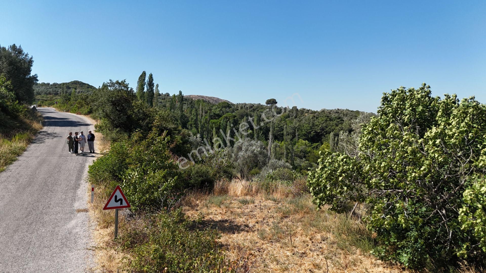 Bergama Alhatlı Tiny House Uygun 476 M2 Zeytinlik - Görsel 4