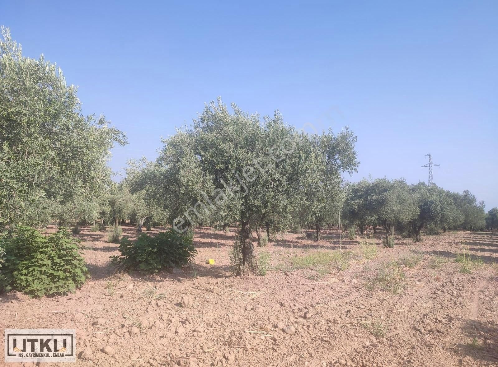 Utku Gayrimenkulden Akhisar Karasonya Mah 2.5 Dönüm Satılık Zeyt - Görsel 35