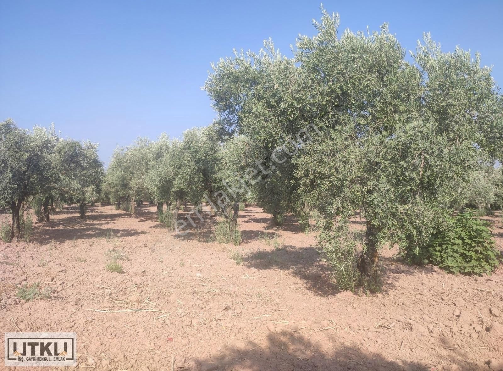 Utku Gayrimenkulden Akhisar Karasonya Mah 2.5 Dönüm Satılık Zeyt - Görsel 28