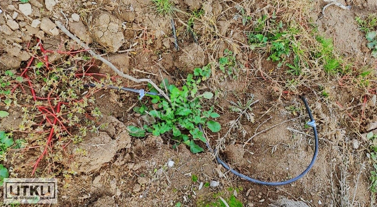Utku Gayrimenkulden Akhisar Bekirler Mah. 20 Dönüm Zeytinlik - Görsel 22