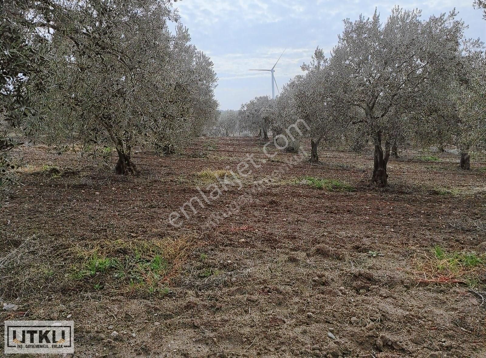Utku Gayrimenkulden Akhisar Bekirler Mah. 20 Dönüm Zeytinlik - Görsel 19