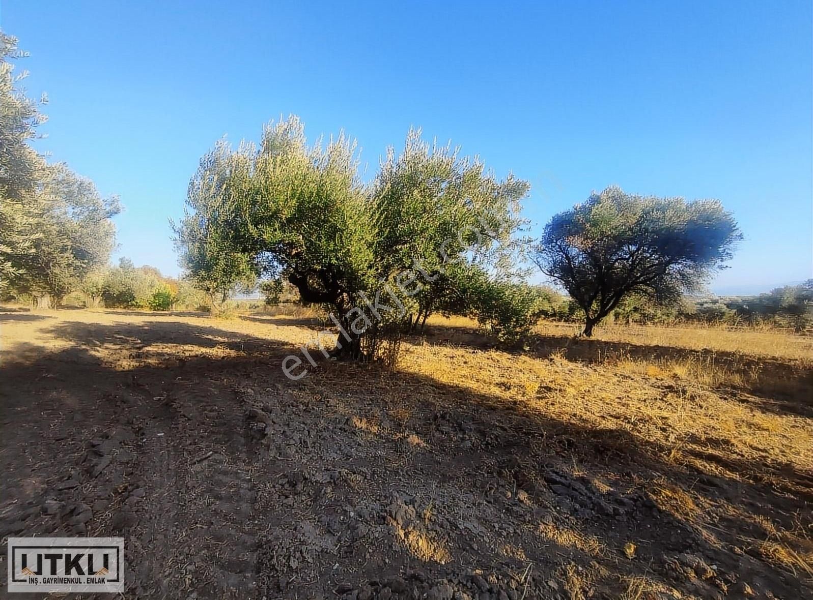 Utku Gayrimenkulden Ballıca Mah 1680 M2 Yola Sıfır Zeytinlik - Görsel 5