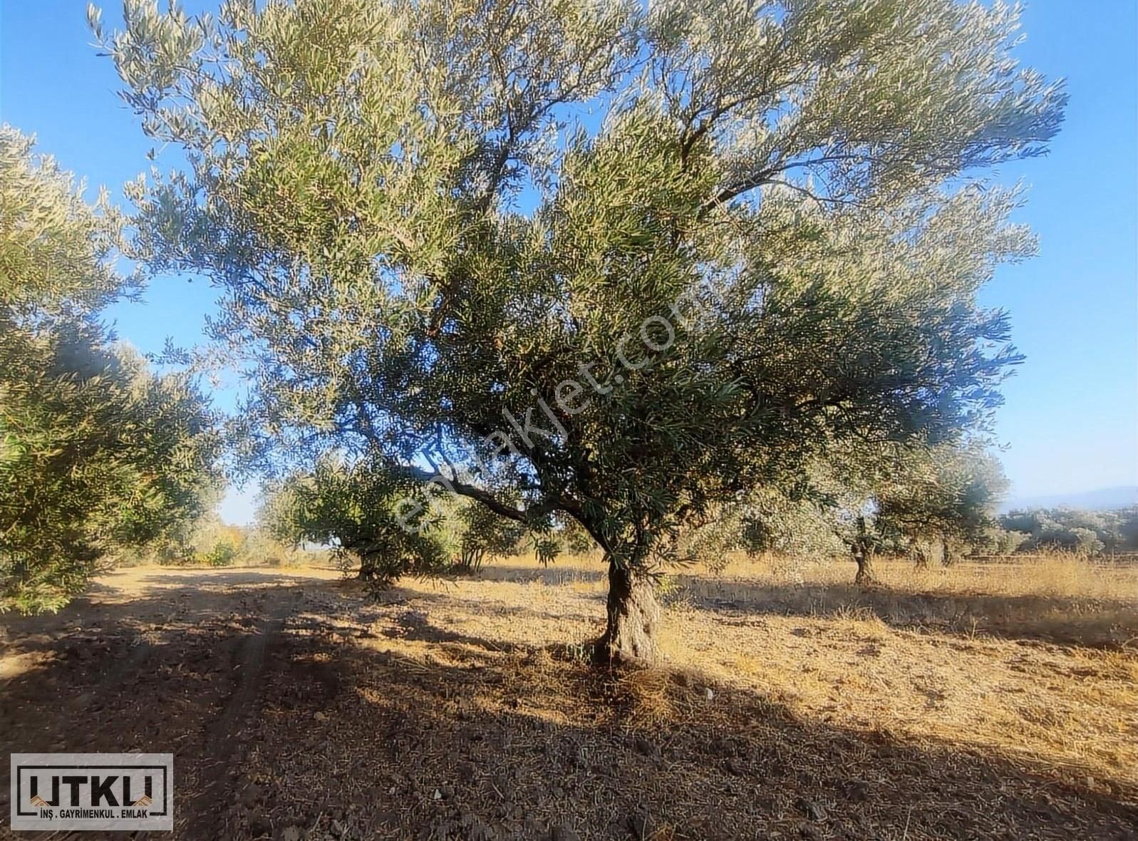Utku Gayrimenkulden Ballıca Mah 1680 M2 Yola Sıfır Zeytinlik - Görsel 8