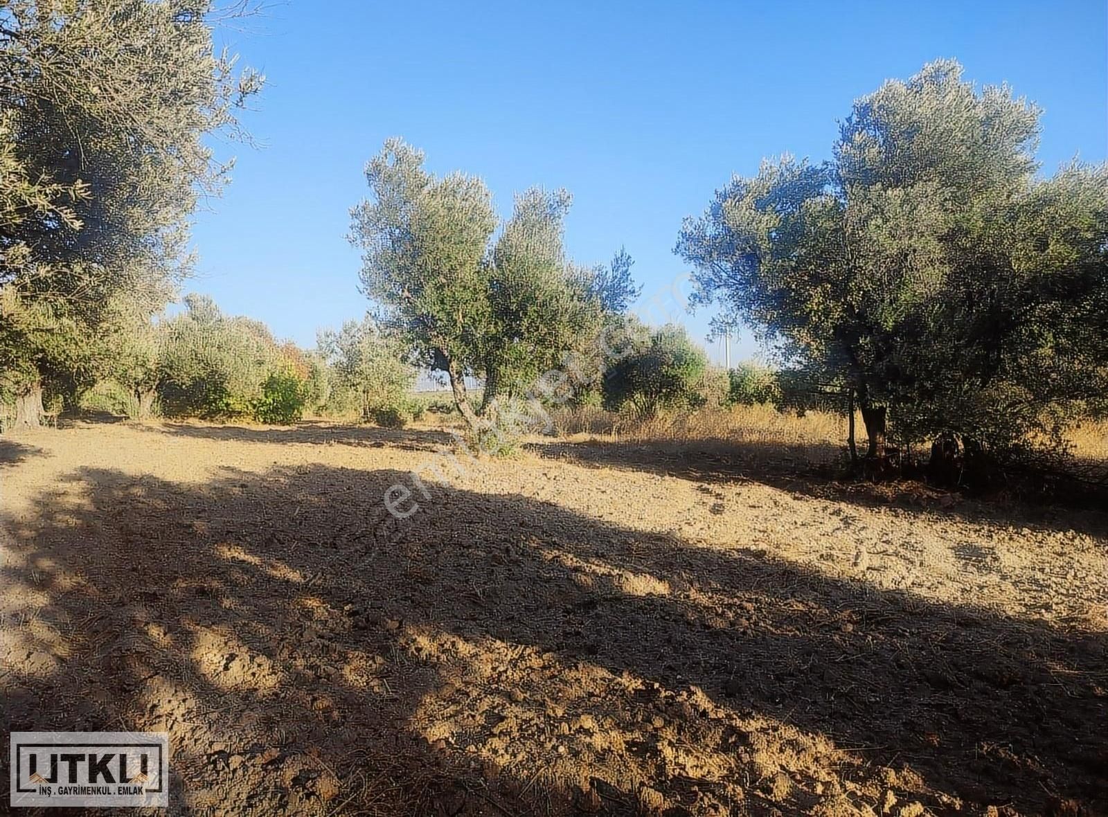 Utku Gayrimenkulden Ballıca Mah 1680 M2 Yola Sıfır Zeytinlik - Görsel 21