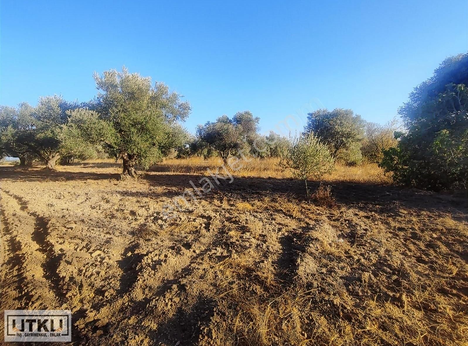 Utku Gayrimenkulden Ballıca Mah 1680 M2 Yola Sıfır Zeytinlik - Görsel 4